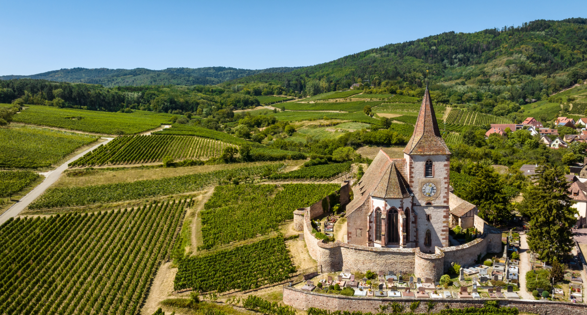 Domaines viticoles à vendre en Alsace : panorama du marché et conseils d'investissement pour acquéreurs patrimoniaux